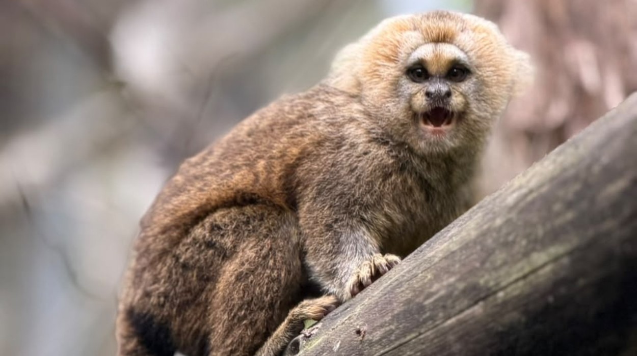 Três de uma vez: sagui ameaçado de extinção dá à luz trigêmeos em MG