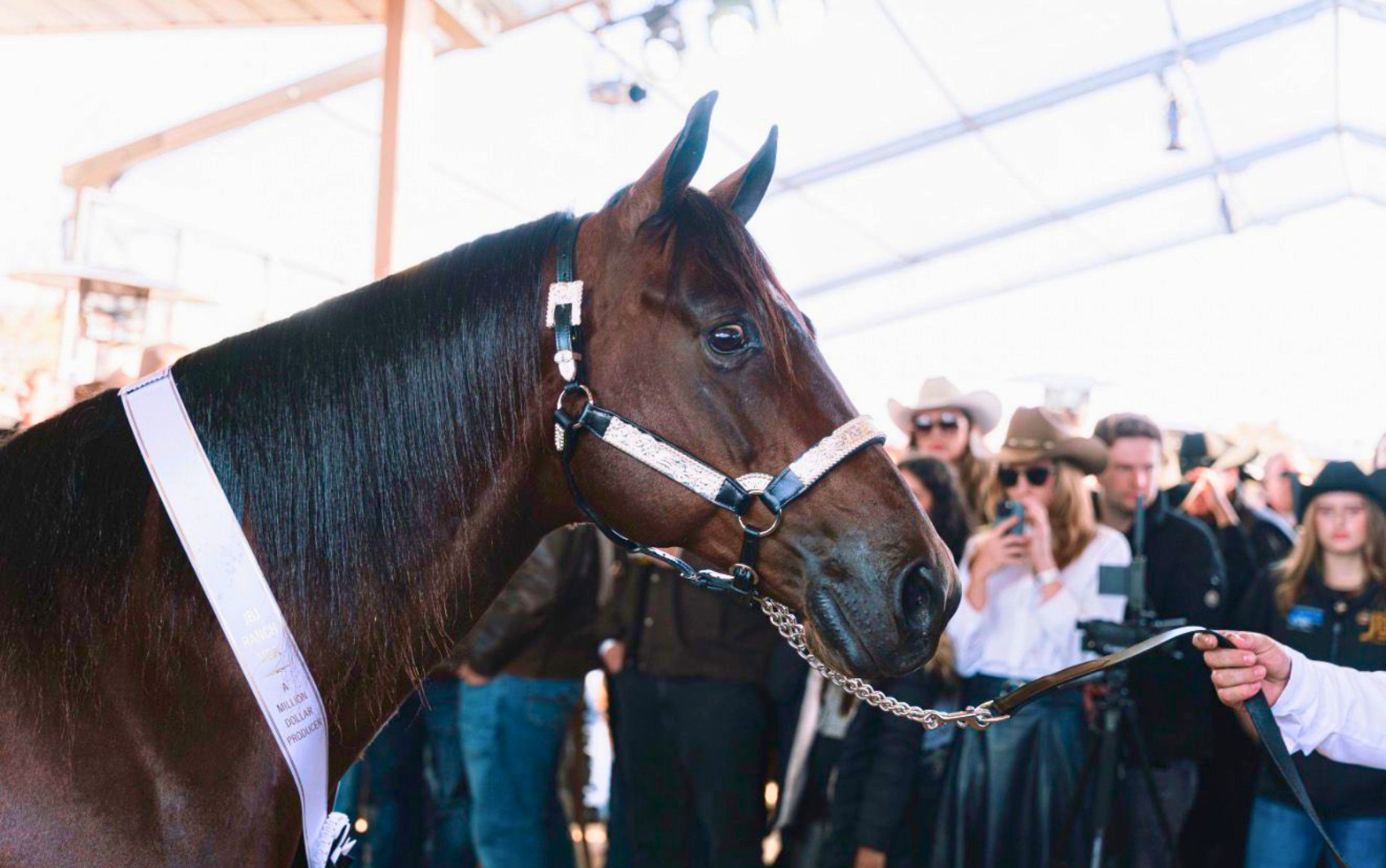 Cavalo de R$ 22 milhões e genética internacional: conheça mercado de animais de elite que movimenta Goiás 