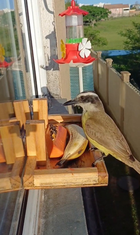 Comedouro feito em janela de apartamento faz sucesso na internet
