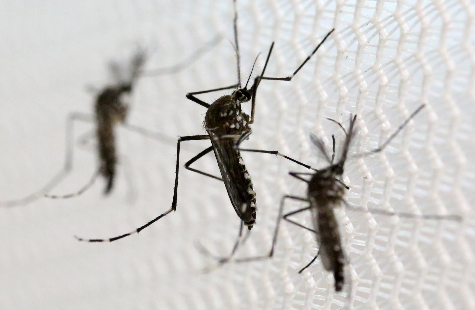Abril foi o mês com maior número de casos de dengue em MT desde o início do ano