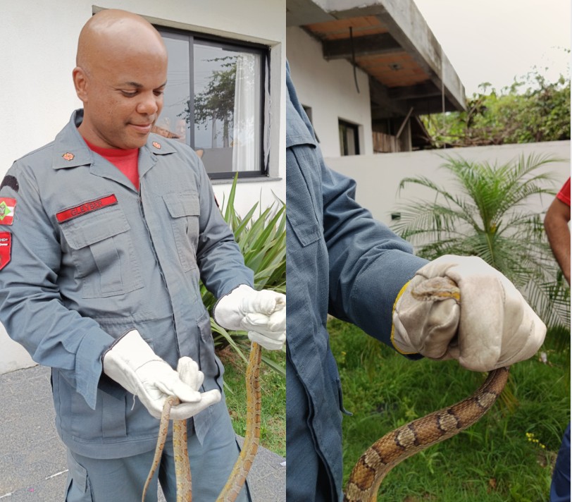 Moradores encontram cobra exótica no quintal de casa em Florianópolis; espécie é invasora