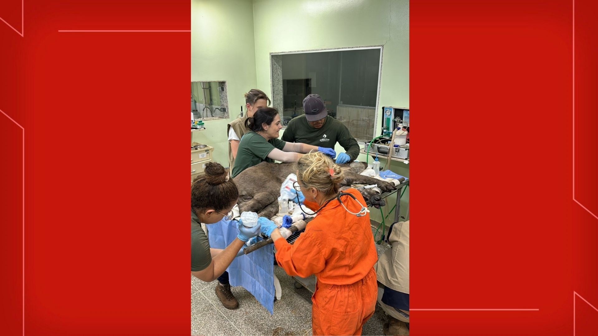 VÍDEO: anta é resgatada no Parque Nacional de Brasília; animal está com patas queimadas