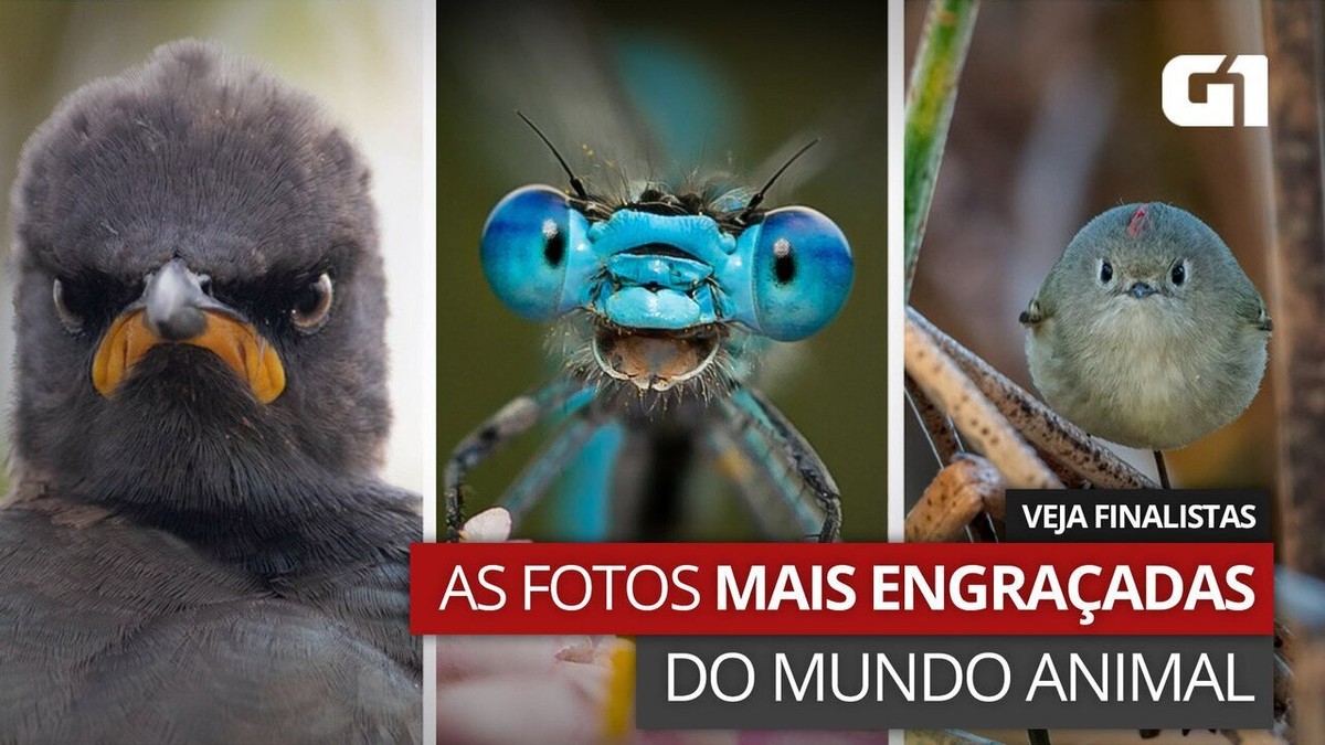 Veja imagem ganhadora de concurso que premia fotos mais engraçadas da vida  selvagem, Meio Ambiente