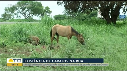 Justiça determina construção de abrigo para animais de grande porte em Gurupi