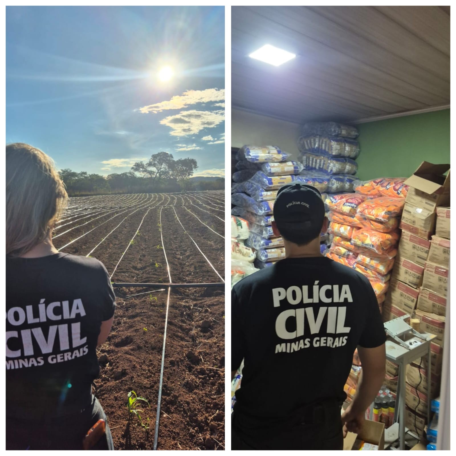 Polícia Civil encontra plantio de maconha e materiais usados no cultivo da droga em fazenda no Noroeste de Minas