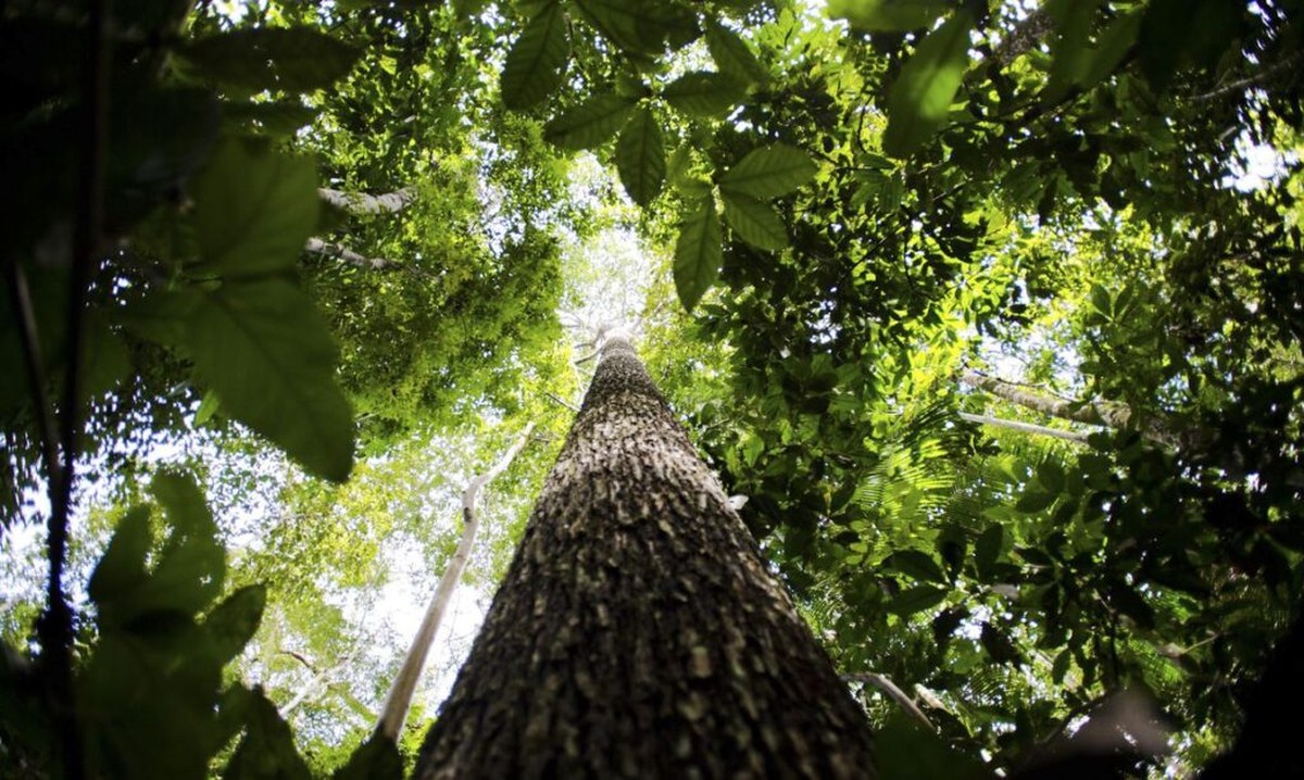 Le potentiel de l’Amazonie sera discuté lors de la réunion des startups du G20 en 2024, à l’AP |  Amapá