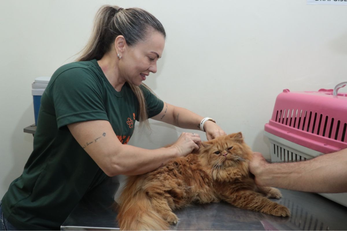 Saiba onde conseguir consulta veterinária e castração gratuitas para cães e gatos em Campo Grande