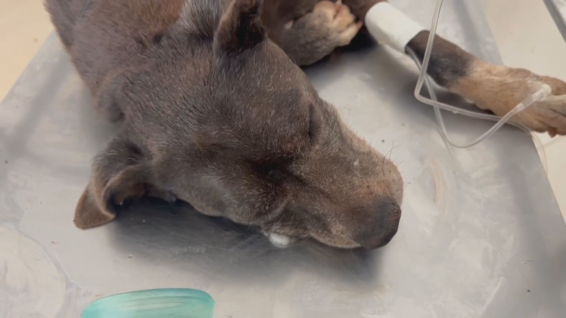 Polícia prende dois por maus-tratos a cachorro no DF; veja VÍDEO