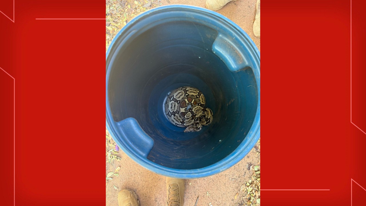 Cobra é encontrada em área residencial na Asa Sul; veja VÍDEO