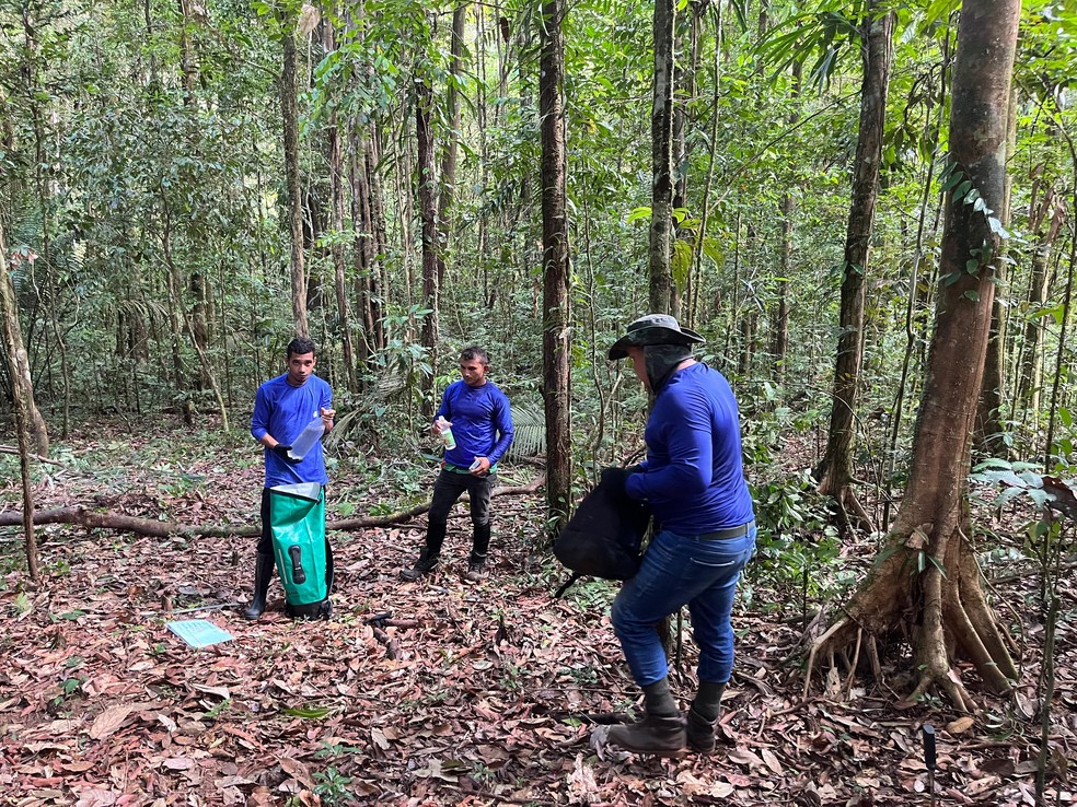 Equipes montam armadilhas fotográfica para monitorar mamíferos na Amazônia — Foto: ICMBio/Divulgação