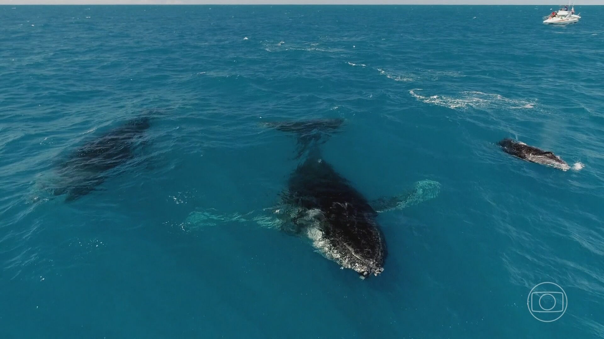 VÍDEOS: pesquisadores fazem flagrantes inusitados de jubartes no arquipélago de Abrolhos