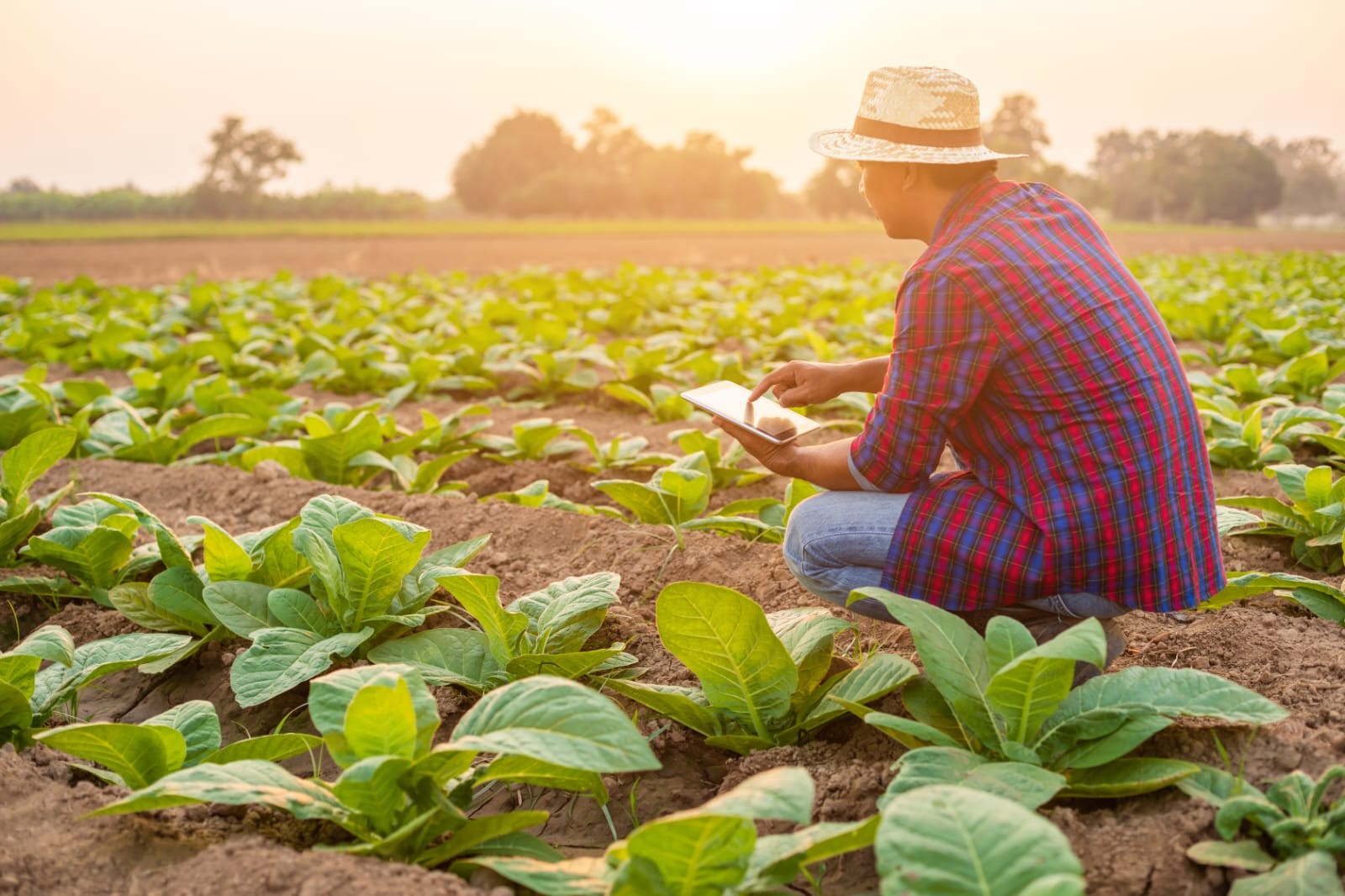 Tecnologia para o campo é a aposta de mais de 50% dos agricultores brasileiros. 