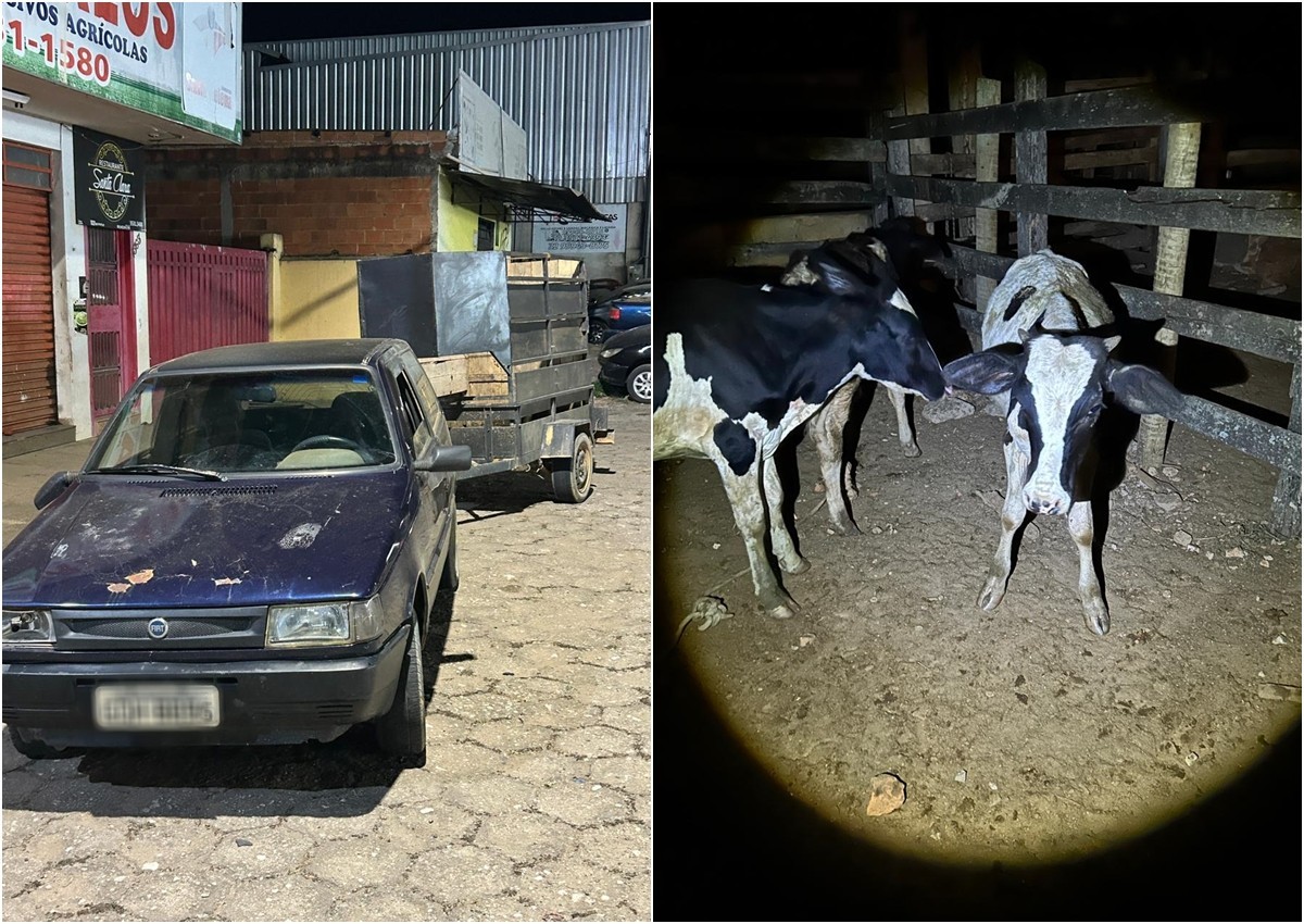 Dupla é detida com bezerros sedados e amarrados dentro de carro