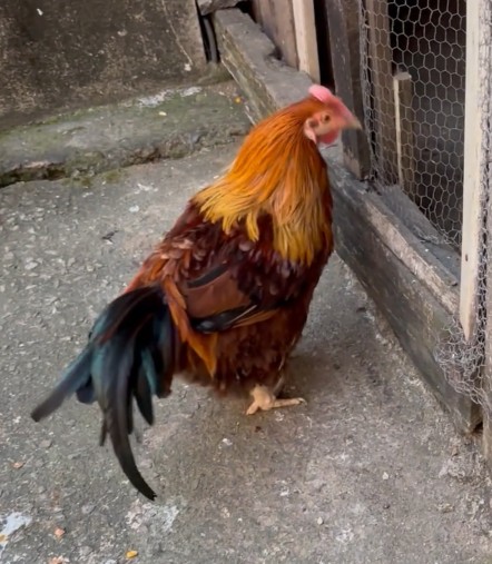 Penas longas, canto forte e não bota ovo: galinha com jeito de galo chama atenção em MG; VÍDEO