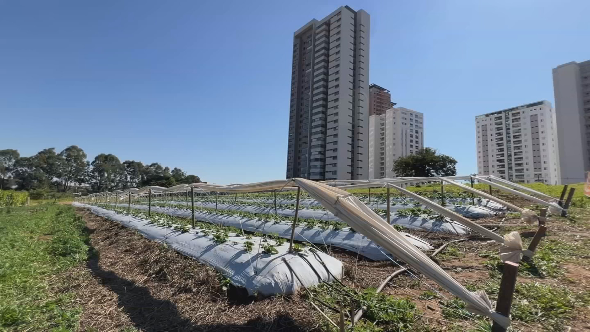 Propriedades rurais ficam ‘coladas’ na área urbana com o crescimento das cidades