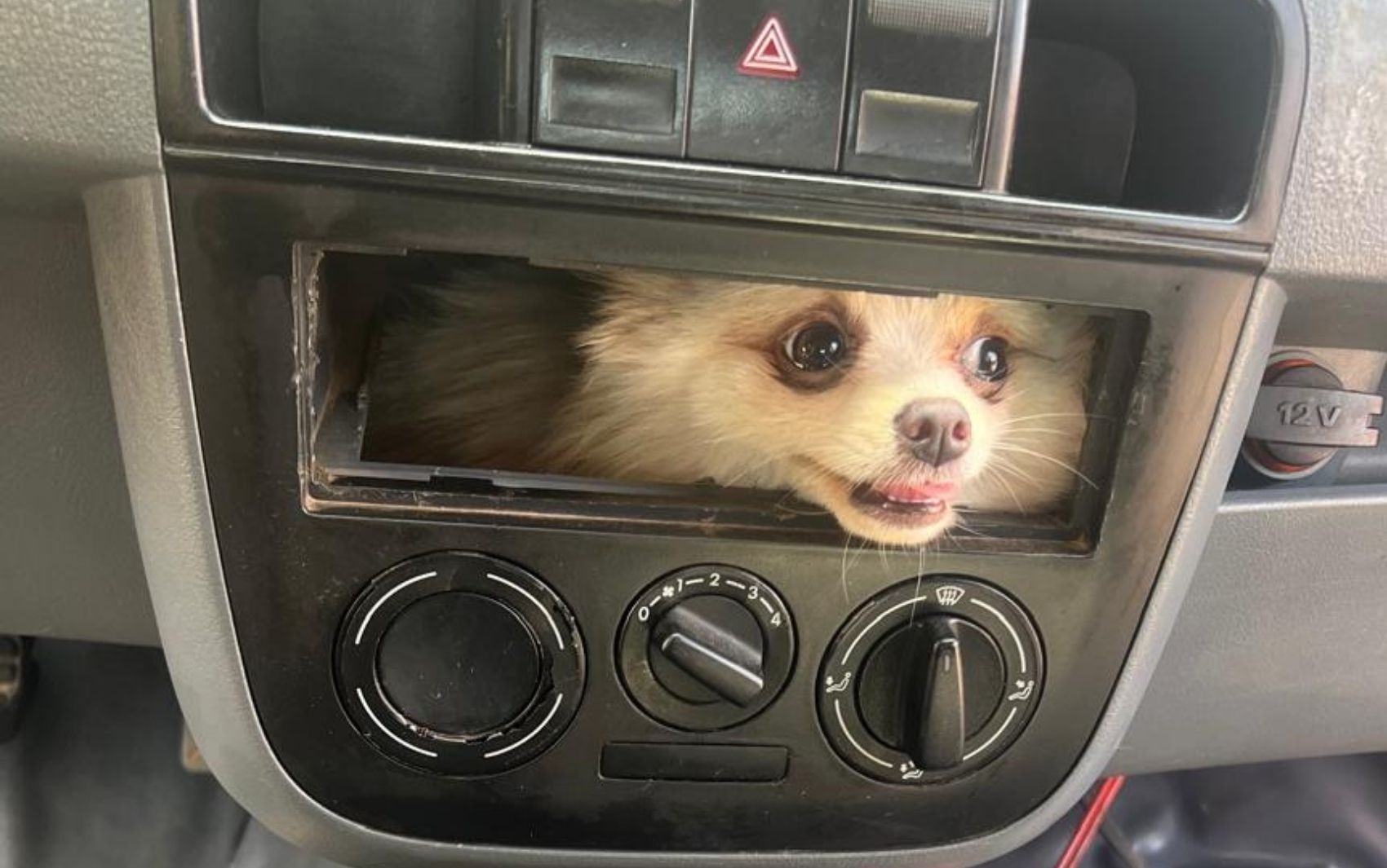 Cachorro fica preso ao painel de carro e surpreende dono; fotos 