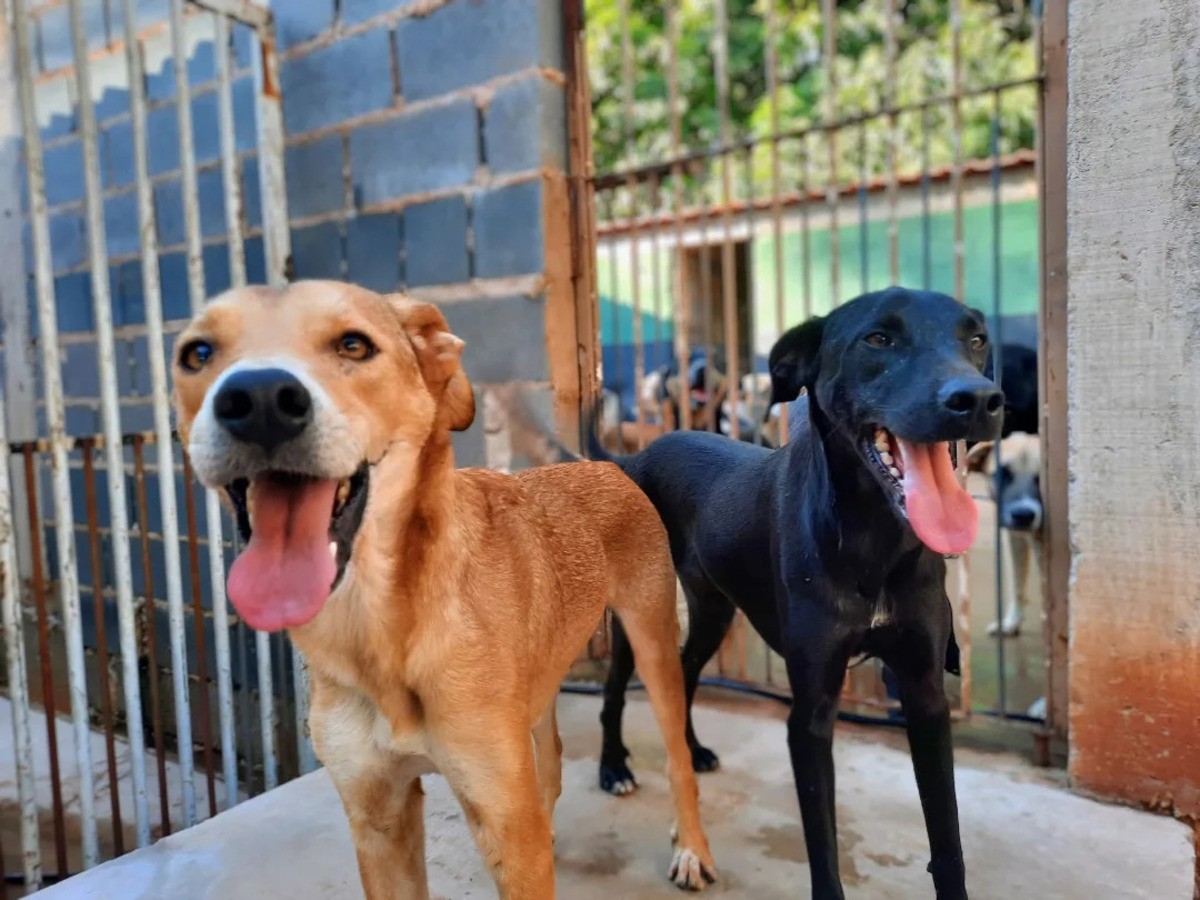 Festival une rock e solidariedade em prol de animais resgatados em Descalvado; veja como participar