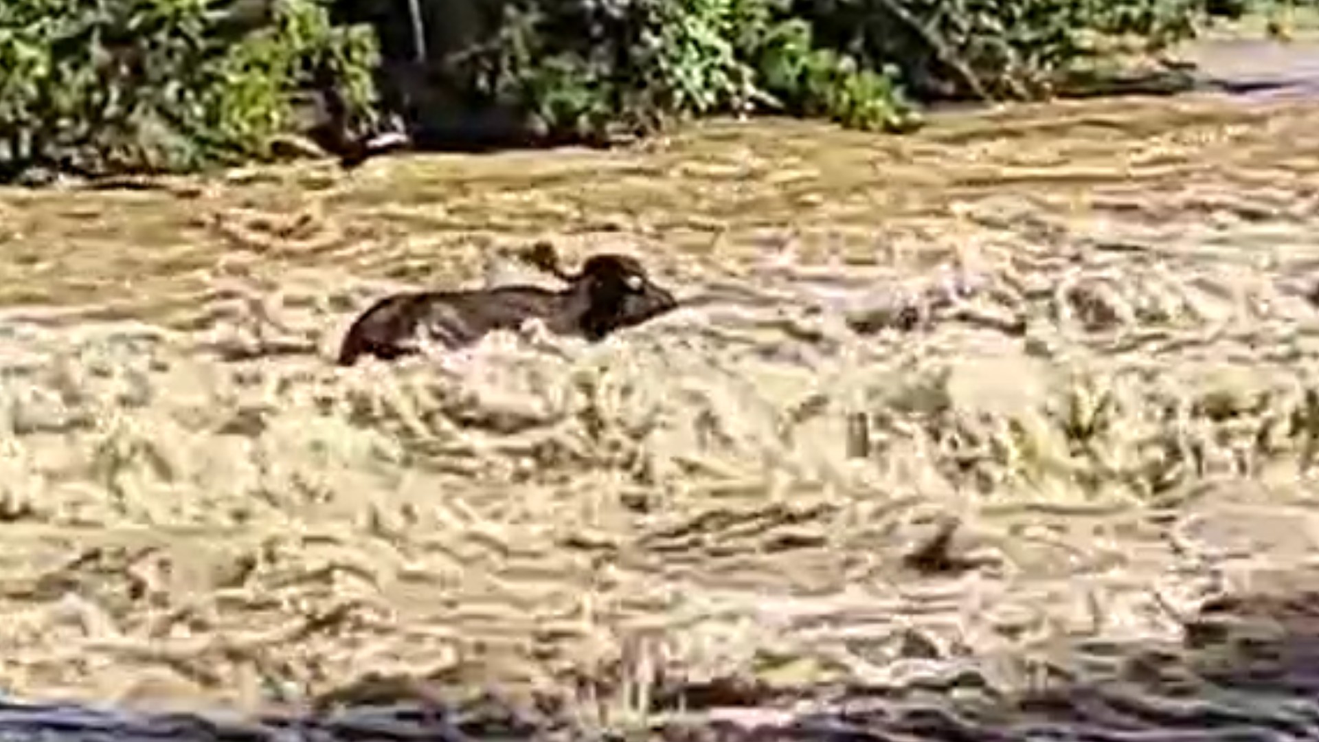 VÍDEO: Tromba d'água arrasta búfalos por mais de 20 Km em rio de Sapopema
