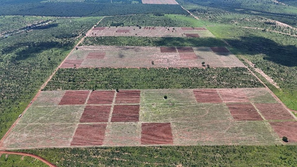 Área de restauração ecológica  ocupa uma área de 81 hectares no Mato Grosso do Sul — Foto: UFV/Divulgação
