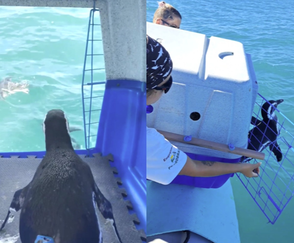 A bordo de embarcação, pinguins são soltos no mar após tratamento veterinário em Florianópolis; VÍDEO