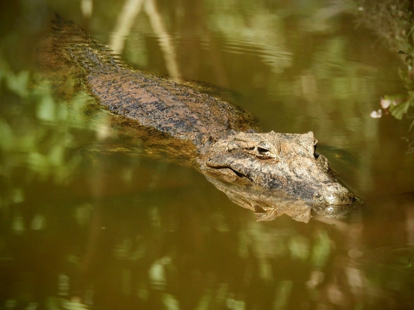 VÍDEO: jacaré-de-papo-amarelo é resgatado com filhotes após invadir sítio e atacar moradores em Pilar do Sul