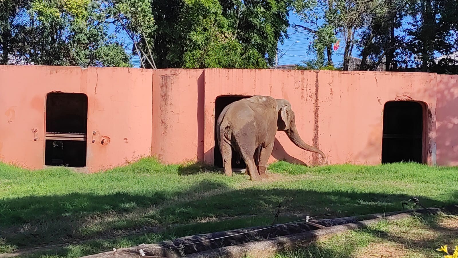 Caixa de 10 toneladas, escolta policial e mais: entenda como será o transporte do elefante Sandro para santuário do MT