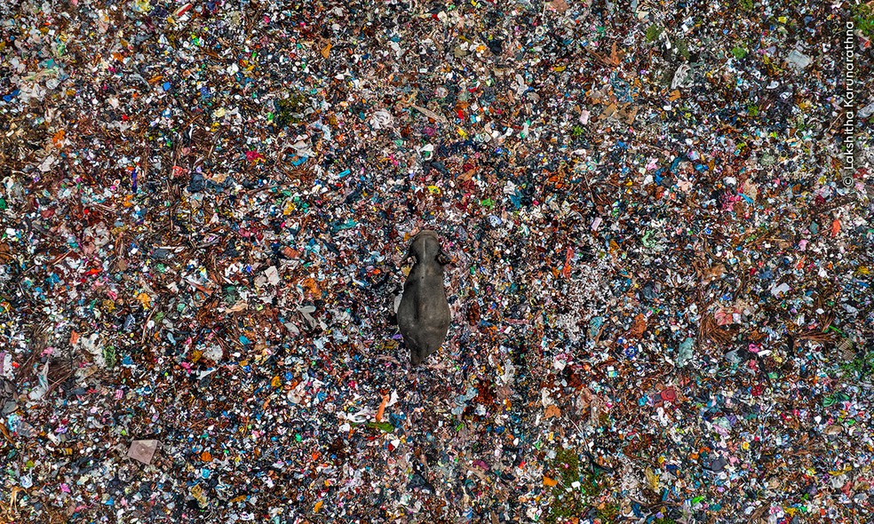 Elefante-asiático caminha por um lixão a céu aberto no Sri Lanka, em meio a resíduos plásticos. — Foto: Lakshitha Karunarathna