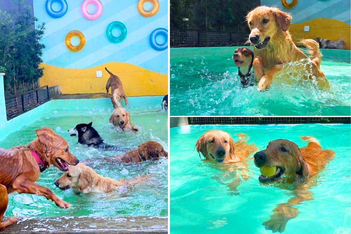 Será que todo cachorro sabe nadar? Especialistas explicam e orientam tutores sobre o 
