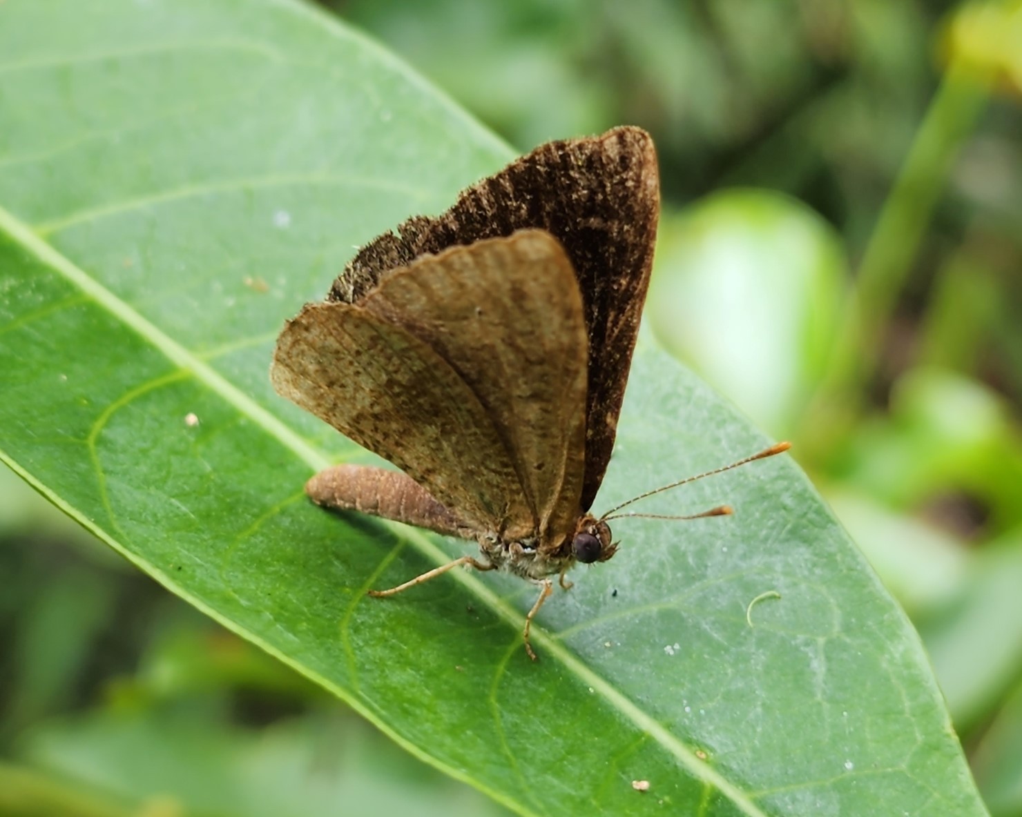 Espécie rara de borboleta é registrada pela primeira vez no Espírito Santo