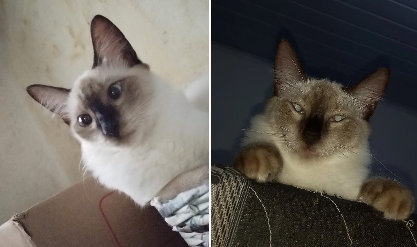 Falsa veterinária é denunciada por tutora de gata que morreu durante cirurgia de castração em Maceió