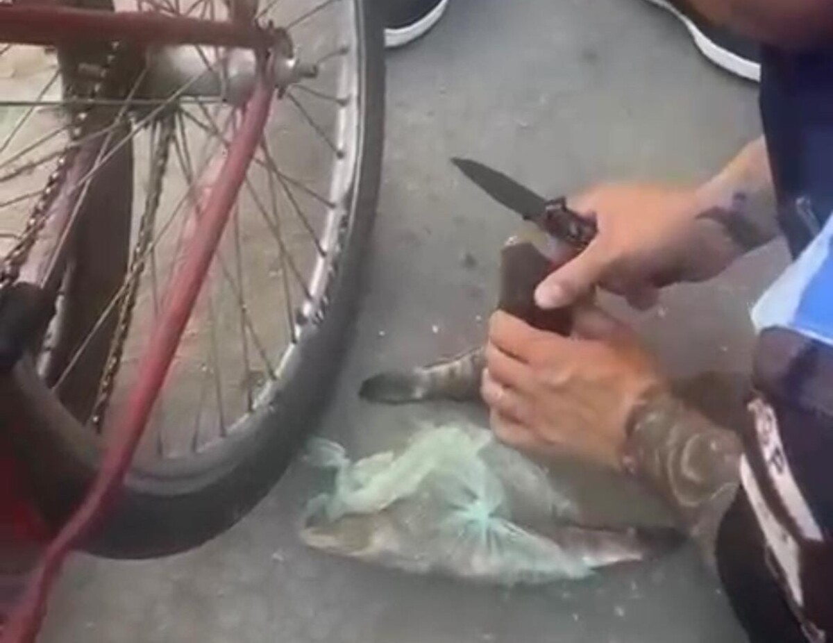 VÍDEO: Homem é preso por esconder trouxinha de cocaína dentro de peixe morto em Paracambi