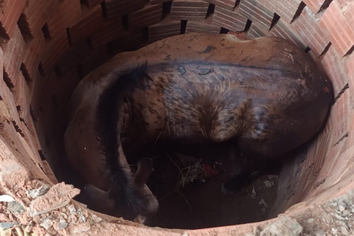 VÍDEO: Cavalo cai em fossa e é resgatado por bombeiros em MS