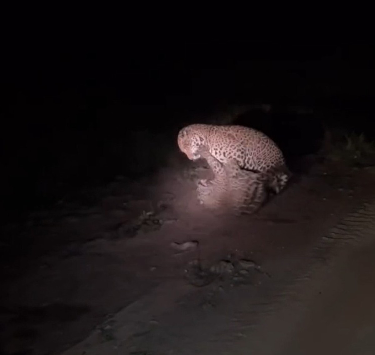 VÍDEO: 'encontro selvagem' no meio de safari termina com briga entre onças-pintadas no Pantanal de MS