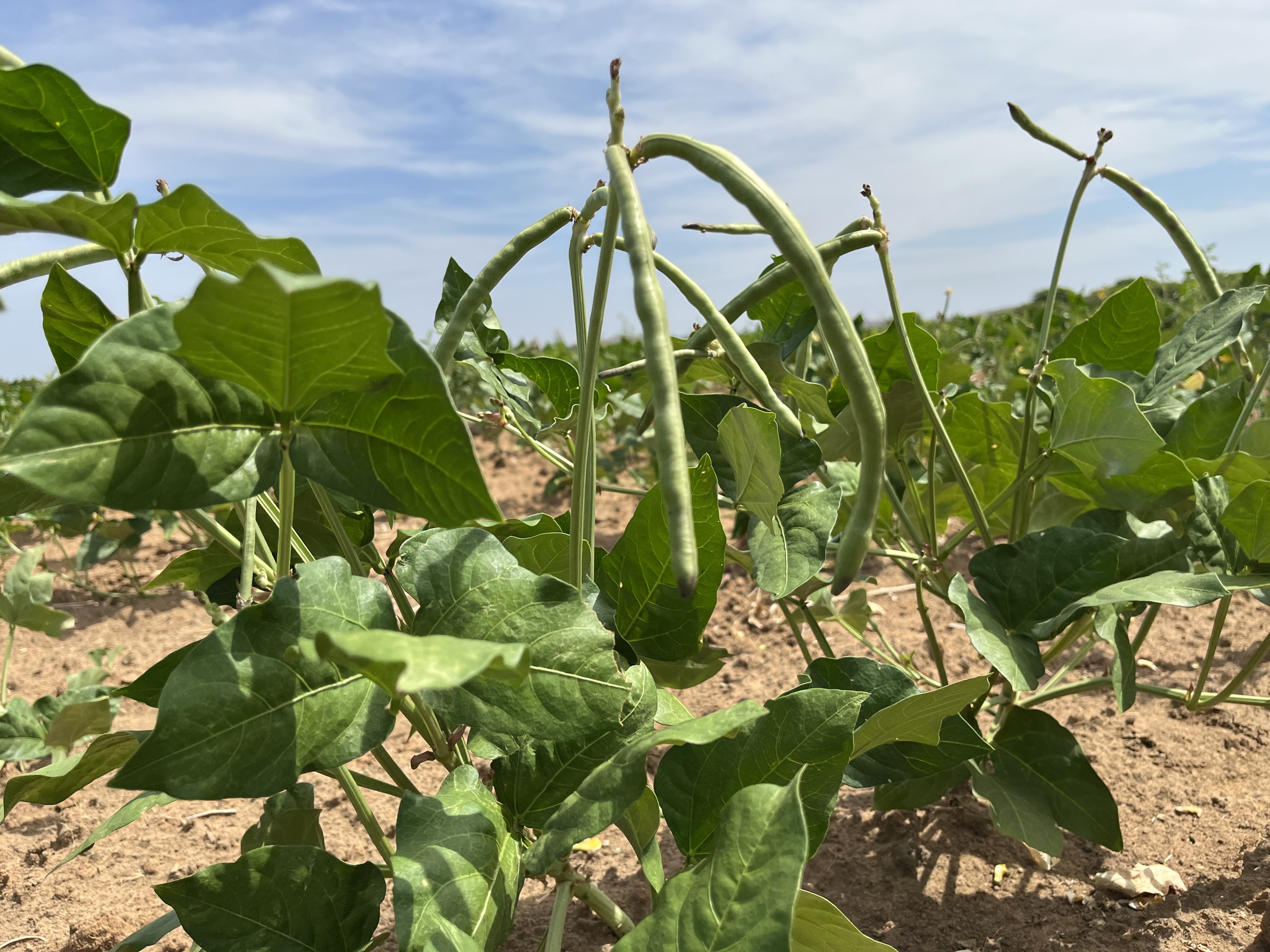 Evento 'AgrosuRR' incentiva produção agroindustrial em Rorainópolis; veja programação