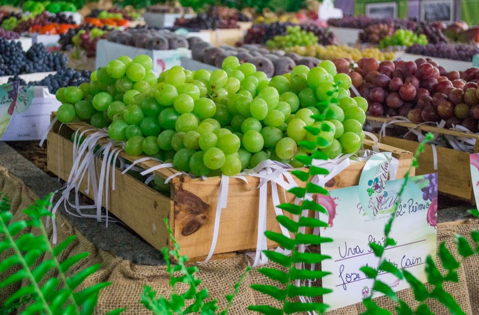 Exposição de uvas na Festa da Uva e do Vinho de Vinhedo — Foto: Acervo/Prefeitura Municipal de Vinhedo