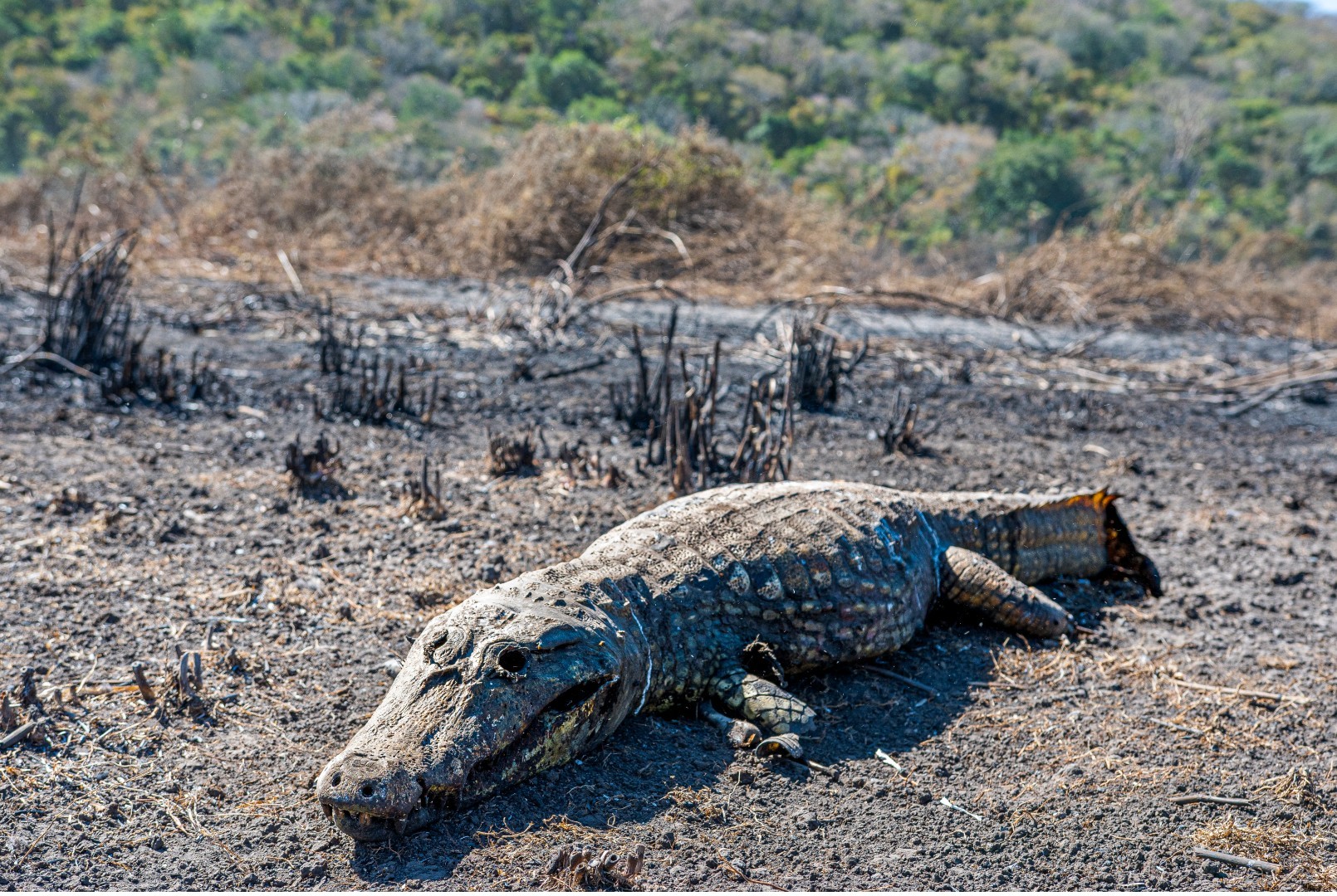 O rastro de destruição no Pantanal: jacaré carbonizado, carcaças expostas e vegetação cinza