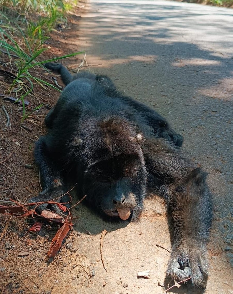 Ameaçado de extinção, bugio-preto morre atropelado em estrada vicinal de Presidente Epitácio (SP) — Foto: Cedida