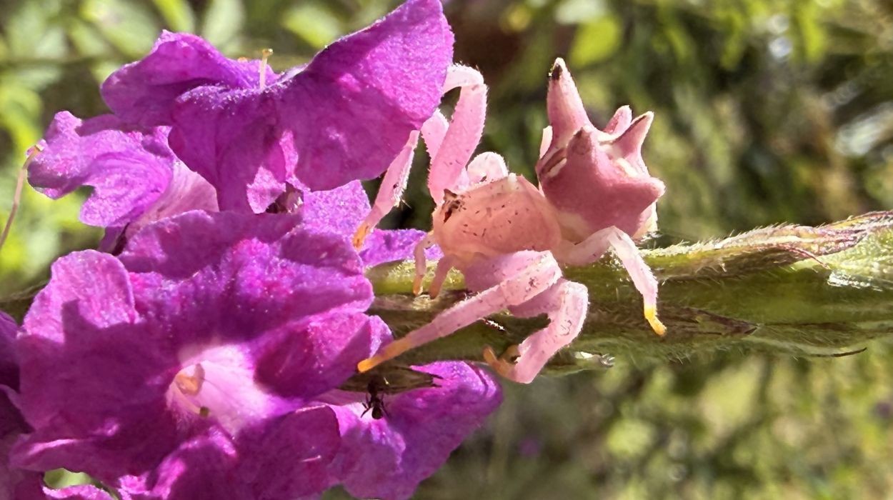 Parece uma flor, mas é uma aranha: ela usa sinal invisível aos humanos para caçar