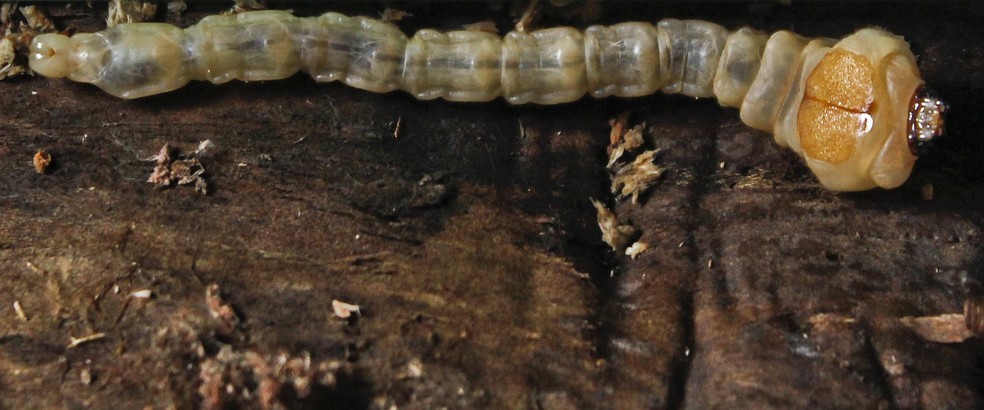 larvas de besouro escuro