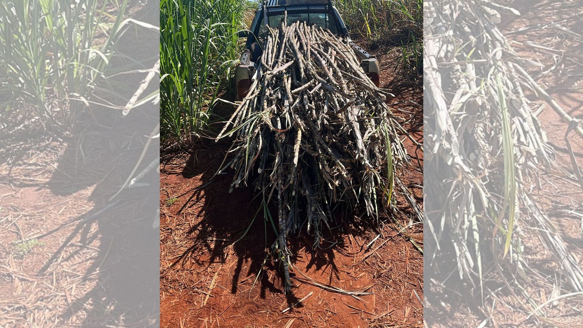 Homens são presos após serem flagrados furtando cana-de-açúcar no interior de SP