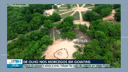 Após ataques a suínos e aves, Adapec faz controle de morcegos no interior do TO