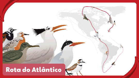 Conheça as aves que migram para o Brasil e as rotas percorridas - Foto: (Arte/g1)