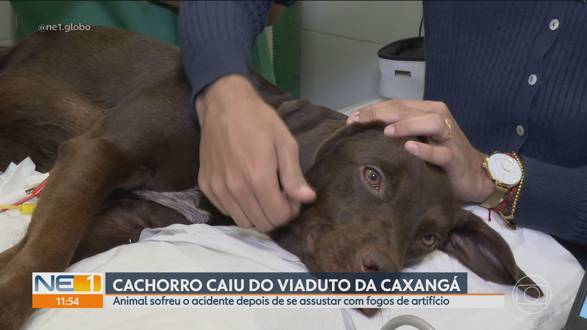 VÍDEOS: NE1 de sábado, 28 de junho de 2025