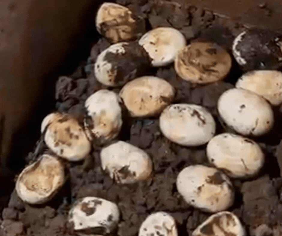 Biólogo registra nascimento de mais de 15 filhotes de lagarto após resgate em SC: 'Uma das coisas mais inéditas que presenciei'; VÍDEO