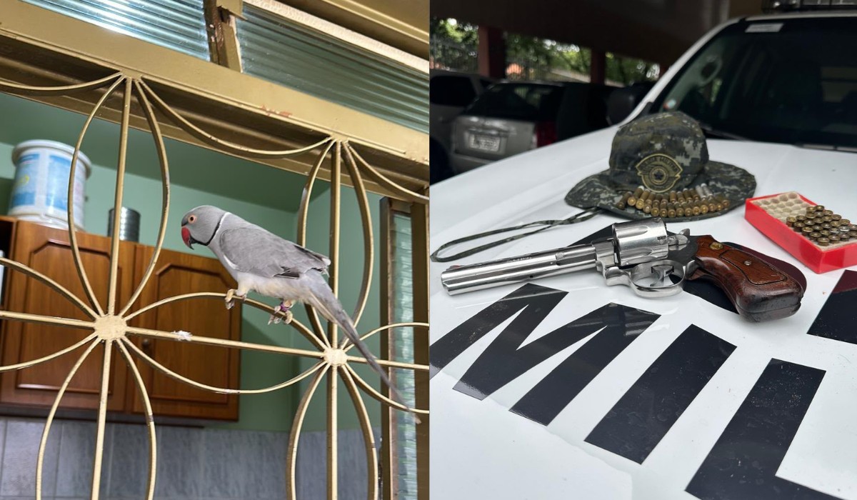 Sitiante é preso por arma irregular e leva multa de R$ 2,2 mil por manter ave exótica sem licença no interior de SP
