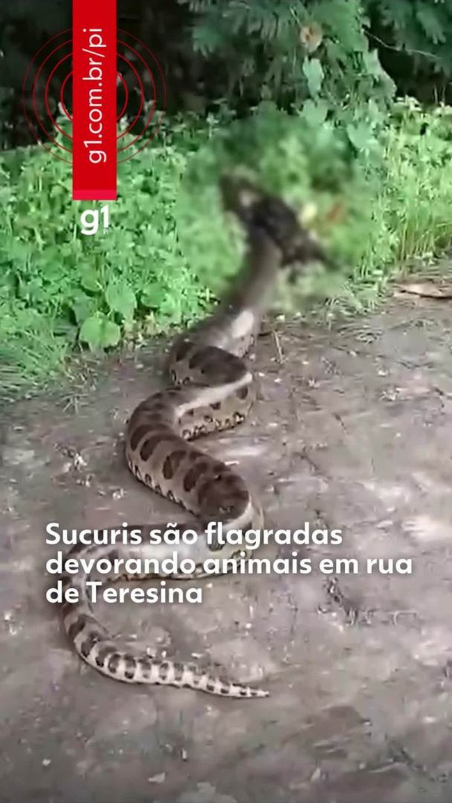 Sucuris são flagradas devorando animais em rua de Teresina