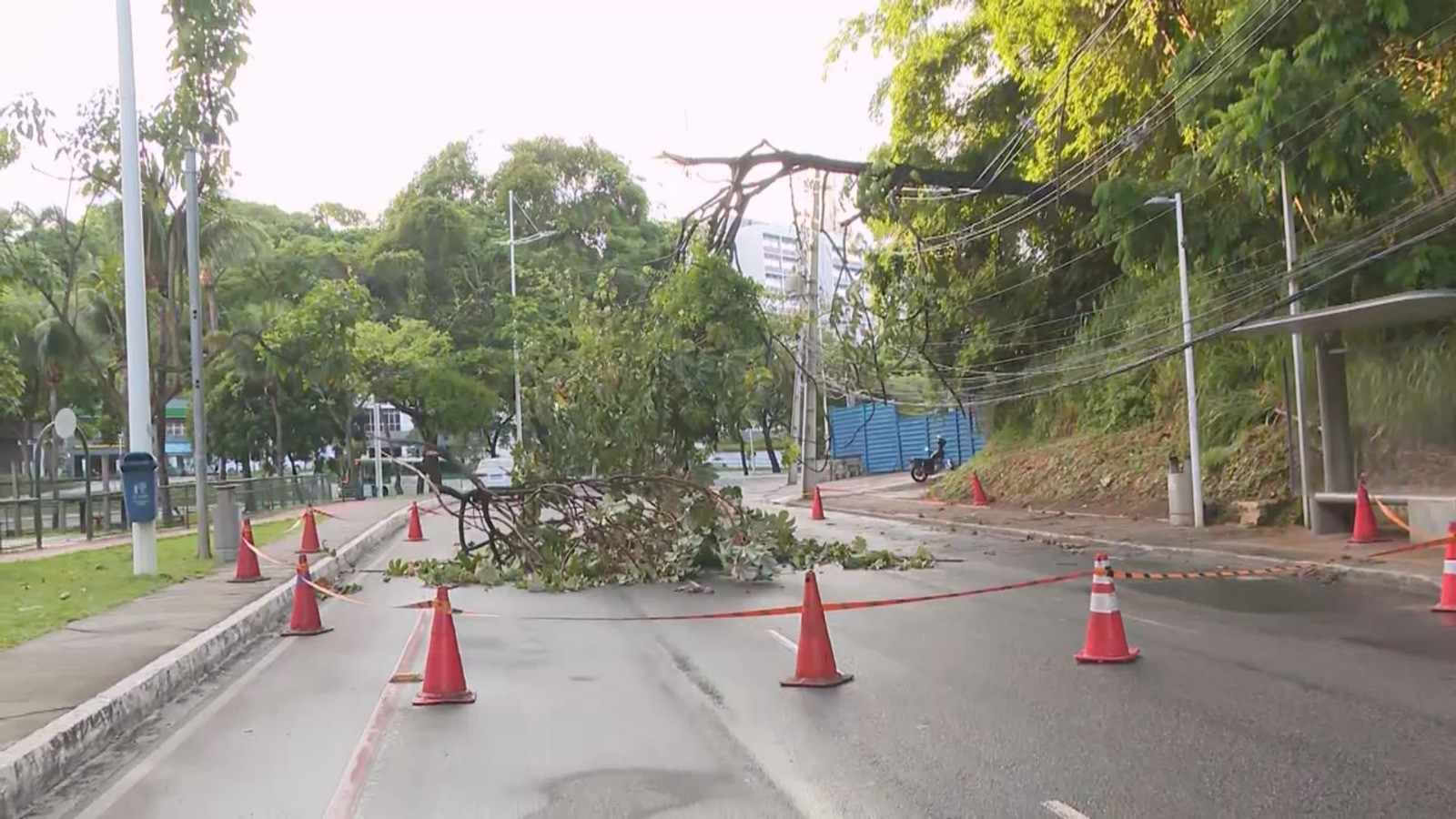 Parte de árvore cai e bloqueia trecho de uma das principais avenidas de Salvador