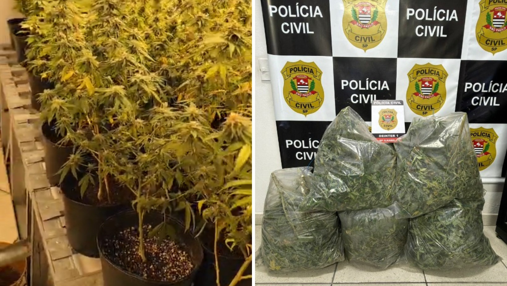 Norte-americano é preso com mais de 250 pés de maconha em casa de luxo em Ilhabela, no litoral de SP