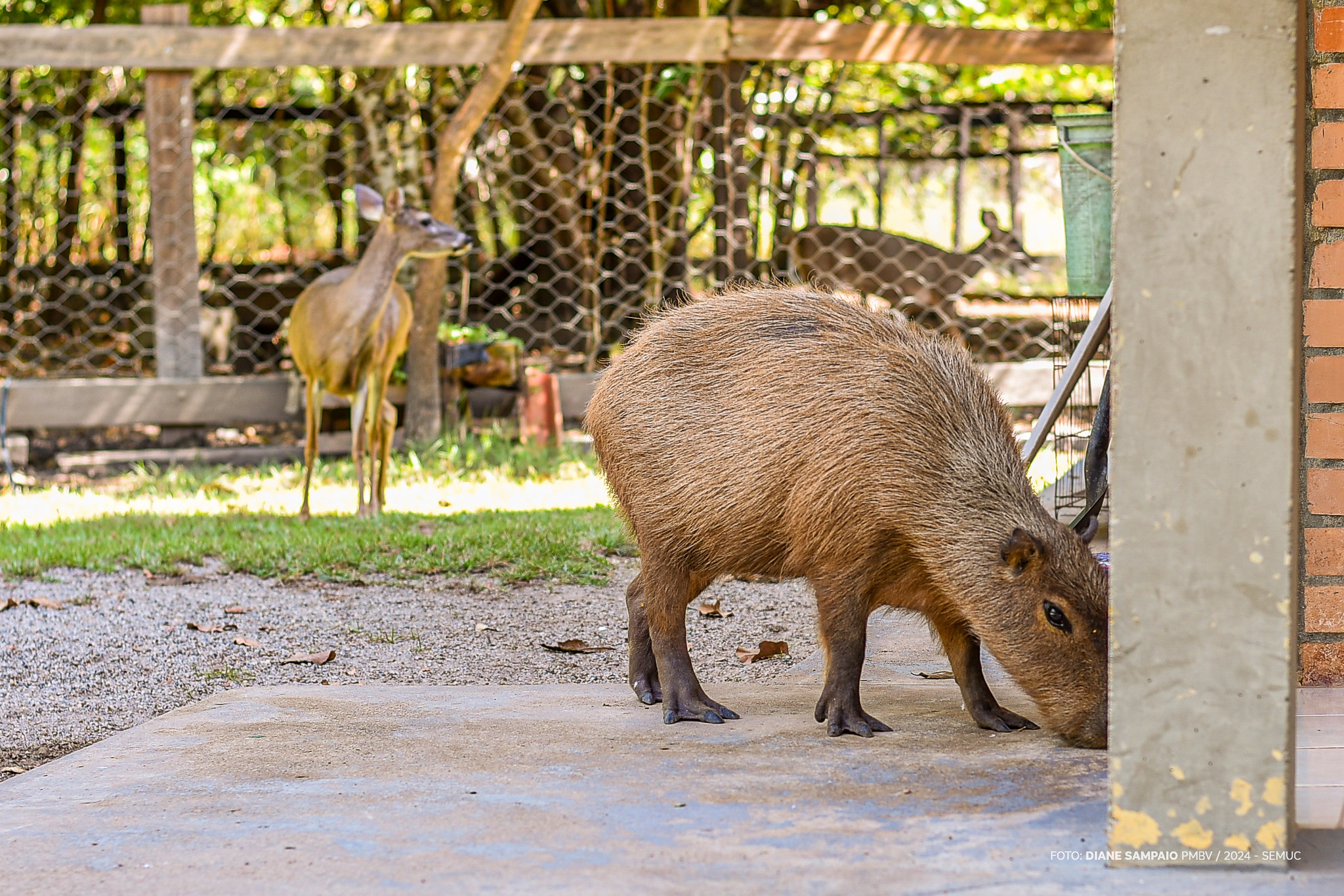 Bosque dos Papagaios - Qualidade de vida dos animais melhora em dias livres no parque ambiental