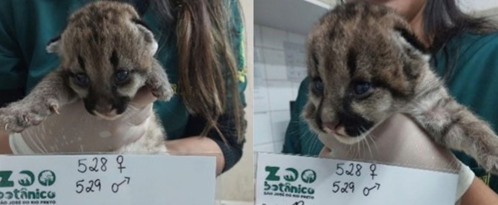 Filhotes de on&ccedil;a-parda no Zoobot&acirc;nico de S&atilde;o Jos&eacute; do Rio Preto (SP) &mdash; Foto: Divulga&ccedil;&atilde;o